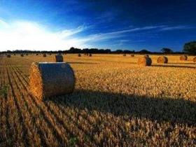 最新成本數(shù)據(jù)披露 全球生物質發(fā)電成本持平