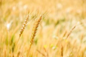 農(nóng)林生物質(zhì)發(fā)電稅收優(yōu)惠政策需優(yōu)化