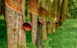 Poyry將在泰國(guó)南部建設(shè)20.6兆瓦的生物質(zhì)發(fā)電廠