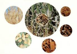 赫梅利尼茨基完成烏克蘭第一座熱電生物發(fā)電廠的建設