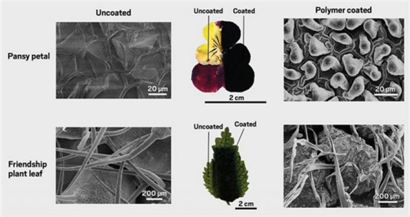 研究人員發(fā)現(xiàn)可使用花瓣和樹葉結(jié)構(gòu)來構(gòu)建高容量超級電容器